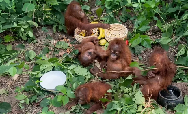 Joint Probe Launched Into Alleged Smuggling Of Five Orangutans In Odisha’s Balasore