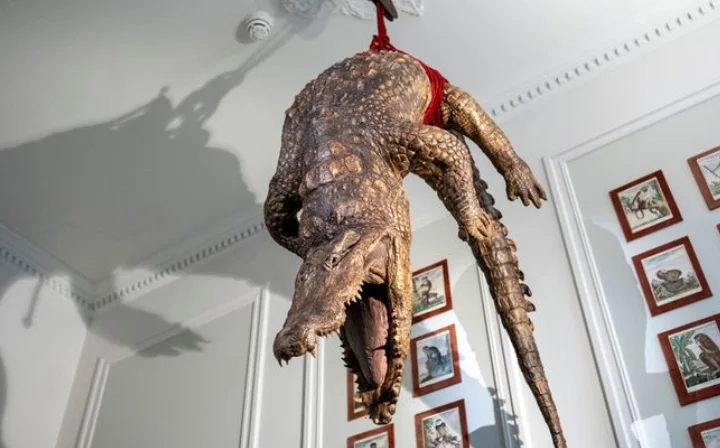 Amsterdam's New Art Zoo Museum Turns Traditional Exhibitions Upside Down, Caging Visitors Among Preserved Animals