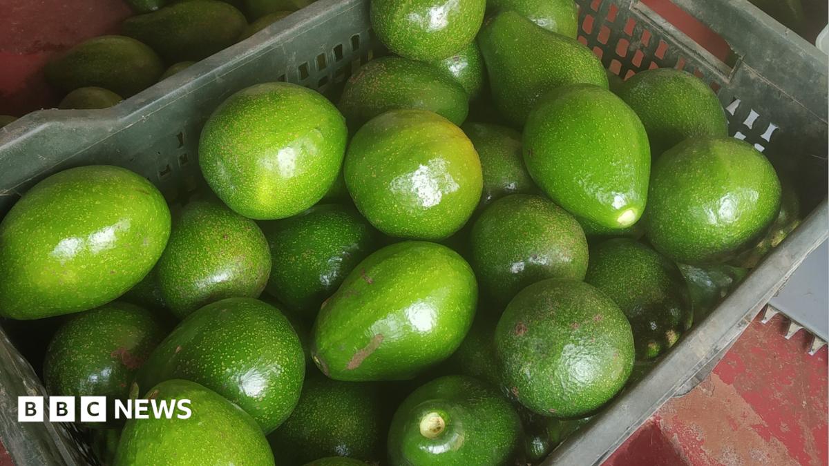 From 'dog fruit' to darling: India's avocado boom