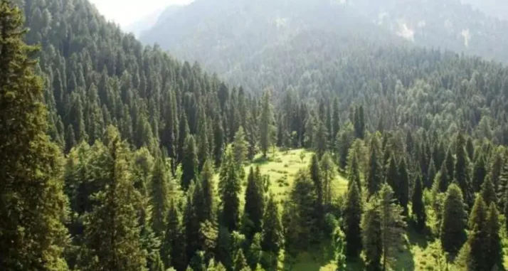 Jammu Div Com directs completion of forest land demarcation in two months