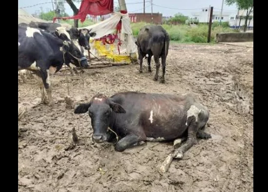 Group Transporting Police-Seized Bovines Attacked In J-K’s Ramban, FIR Registered