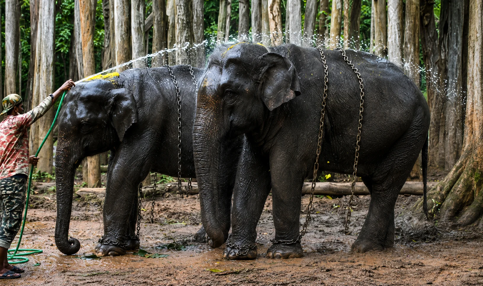 India Home To More Than 60% Of Wild Asian Elephants: PM Modi